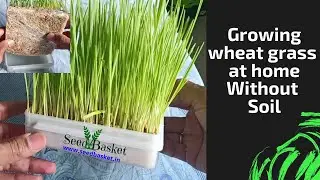 8 Days to Wheatgrass Microgreens Growing Mastery Without Soil