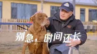 暮年的狗狗会不会思念已故的主人\Will an elderly dog miss its deceased owner