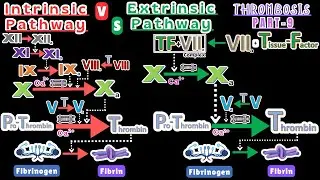 Intrinsic vs Extrinsic Coagulation Pathway |  Simple Explanation of Factor XII (12) & Tissue Factor