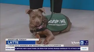HHS ready for shelter dog field trips