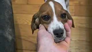 Карманный щенок бигля 🐶 сбит с толку механическим цыпленком 🐥