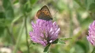 Small Copper Butterfly Visits Flowers of Red Clover for Nectar 240fps
