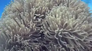 La passe en S &agrave; Mayotte - plong&eacute;es  2019