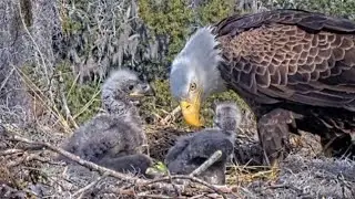 Winter Park Eagle Florida - Karmienie ,małe co nieco dla malucha 🦅🐥🙁🐥