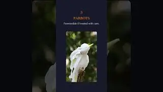 Halal Pets in Islam.