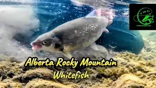 Fall days, big Rocky Mountain Whitefish on the Fly in Alberta.