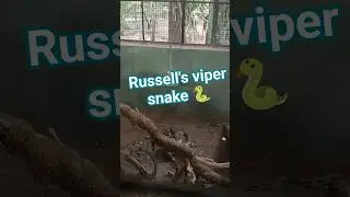 Russell's Viper snake #newsong #remix #love #jovialcreations #radheradhe #cherry #wildlife #animals