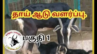 தாய்  ஆடு வளர்ப்பு பகுதி (1).#capra hircus.