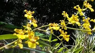 Update on my Oncidium dancing lady (taka)