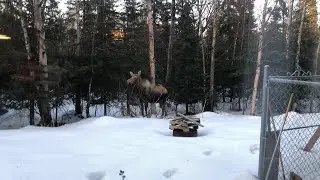 Moose!