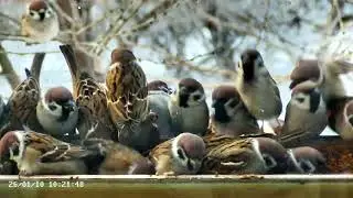 Кормушка для птиц на окне зимой 