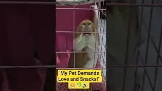 #wheeking​#GuineaPig
