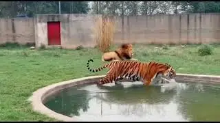 The Most Intense Animal Battle in the Wild!