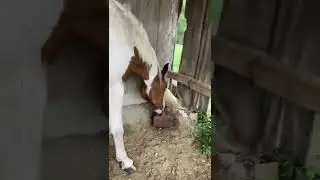 Horse eating grass and licking mineral block ASMR