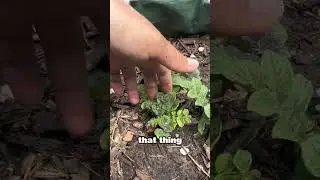 Growing my first taters update #potato #homestead #farmlife #gardenlife #homesteadlife #growyourown