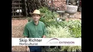 Groundcovers for Shade