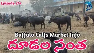 దూడల సంత | Buffaloes Calfs Market Today Info @Kisaninfo999 #farming 