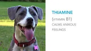 Composure&reg; Calming Supplements for Cats and Dogs