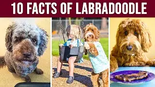 Labradoodle  - Top 10 Facts | DogsWised