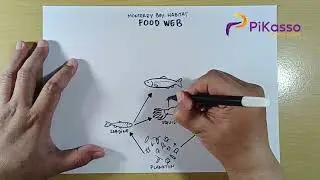 How to Draw Food Web Ocean