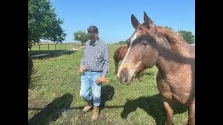 Marietta ranch battles tornado aftermath two horses lost, property ruined