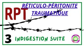 Réticulo-péritonite traumatique RPT partie 3  des indigestions Chez les bovins