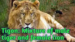 Hybrid animals that are actually real-Part 2 (Tigon) #Shorts