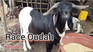 Épisode 1- la race de mouton Oudah +2250502554606