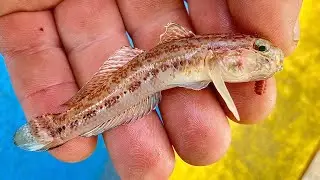 LRFING A STEVEN'S GOBY