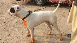 Kohat mandi 28/11/2021 part 02