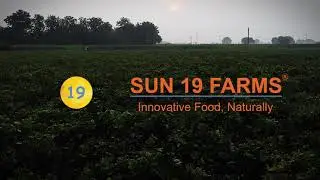 Sun 19 Organic food processing