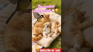 Bird's Gentle Wake-Up Call for Napping Cat & Dog Family! 🐦☀️🐱🐶