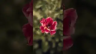Editing a RED flower with lightroom and Photoshop - idsreza