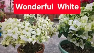 Wonderful White Bougainvillea 