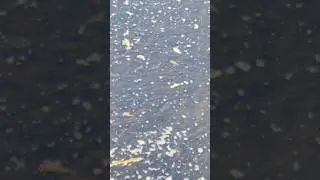 Рыба зимой на свежей воде