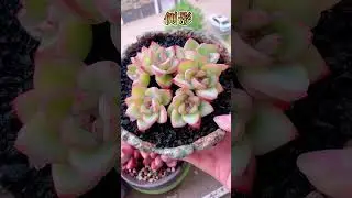 种多肉了#多肉植物 #花卉绿植 #记录多肉生活 #花卉养护