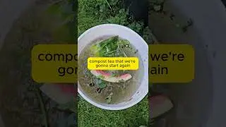 How to make compost tea using kitchen scraps? #composttea #gardeningtips