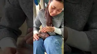 Mom Helps Chubby Sleep Well #monkeys #shots #babymonkey #chubby#monkeyanimals #cute #animals#animals