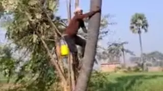 bihar palm tree juice ..tadi/neera