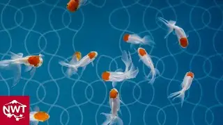 Sumida Aquarium In Tokyo Skytree Town - 4K