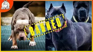 Not Allowed: The Most Banned Dog Breeds Revealed