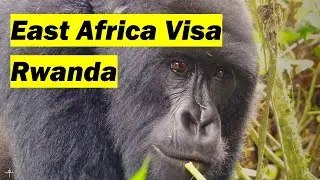 Как подать заявление на получение визы в Восточную Африку &mdash; Руанда 🇷🇼