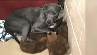 Loyal Dog Dumped At Busy Shelter Won&rsquo;t Let Go Of Her Teddy Bear
