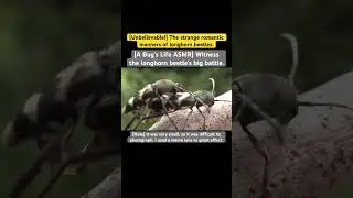 [A Bug's Life ASMR] Witness the longhorn beetle's big battle. #music #newmusic #song #morganwallen