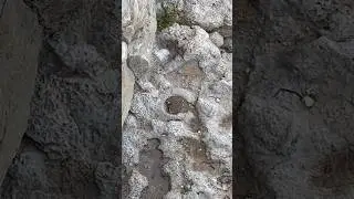 Titanites giganteus!