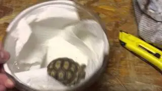 Baby Sulcata Tortoise Unboxing From TheTurtleSource.com