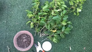 Propagating and growing fresh cuttings of ficus benjamina