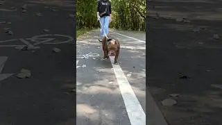 Щенок Амбули любит гулять 🐣🥰 #cute #dog #dogs #puppy #амбулли #love #world #ambullypuppy #bully