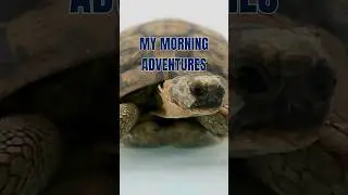 Turtle Wisdom: Navigating a New Day