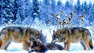Sobrevivir a -30°C: Jilgueros, Ciervos y Lobos en el Invierno Ruso